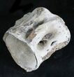 Large Fossil Tuna Vertebrae - Aurora, North Carolina #28105-1